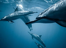 半岛体育在线：点亮你的体育世界，掌控每一场比赛的热情